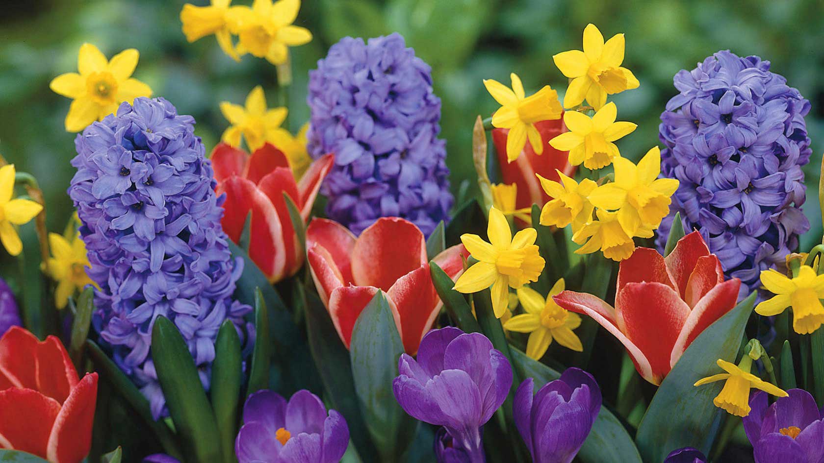 Spring Flowers from In Full Bloom Florist in Farmingdale, New York, 516-420-4313