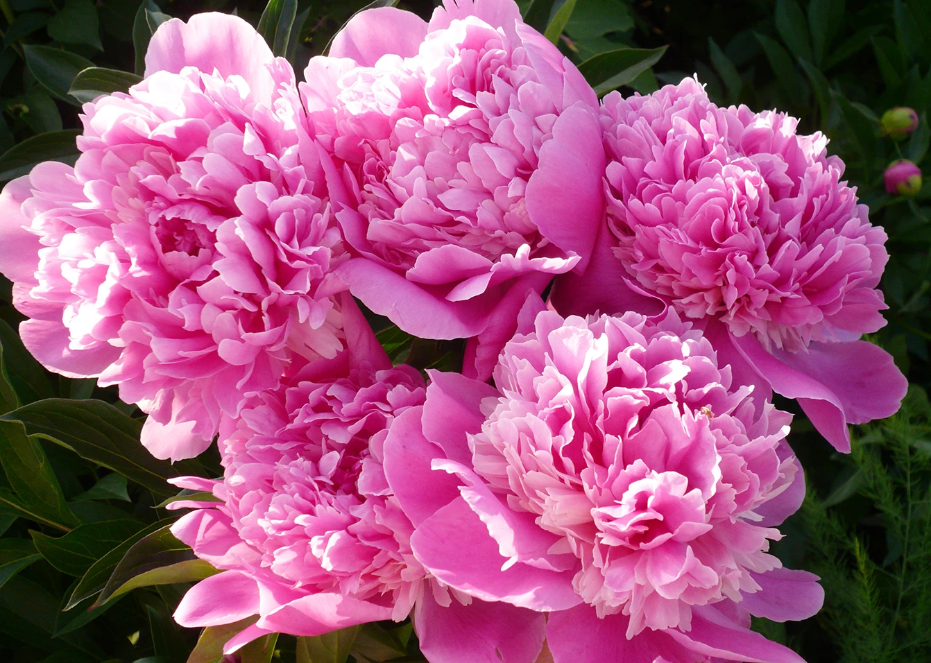 Spring Flowers from In Full Bloom Florist in Farmingdale, New York, 516-420-4313