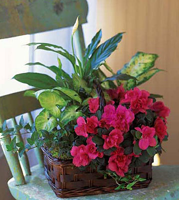 Azalea Attraction Garden Basket from In Full Bloom in Farmingdale, NY