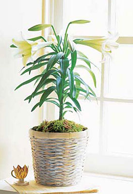 Easter Lily Plant from In Full Bloom in Farmingdale, NY